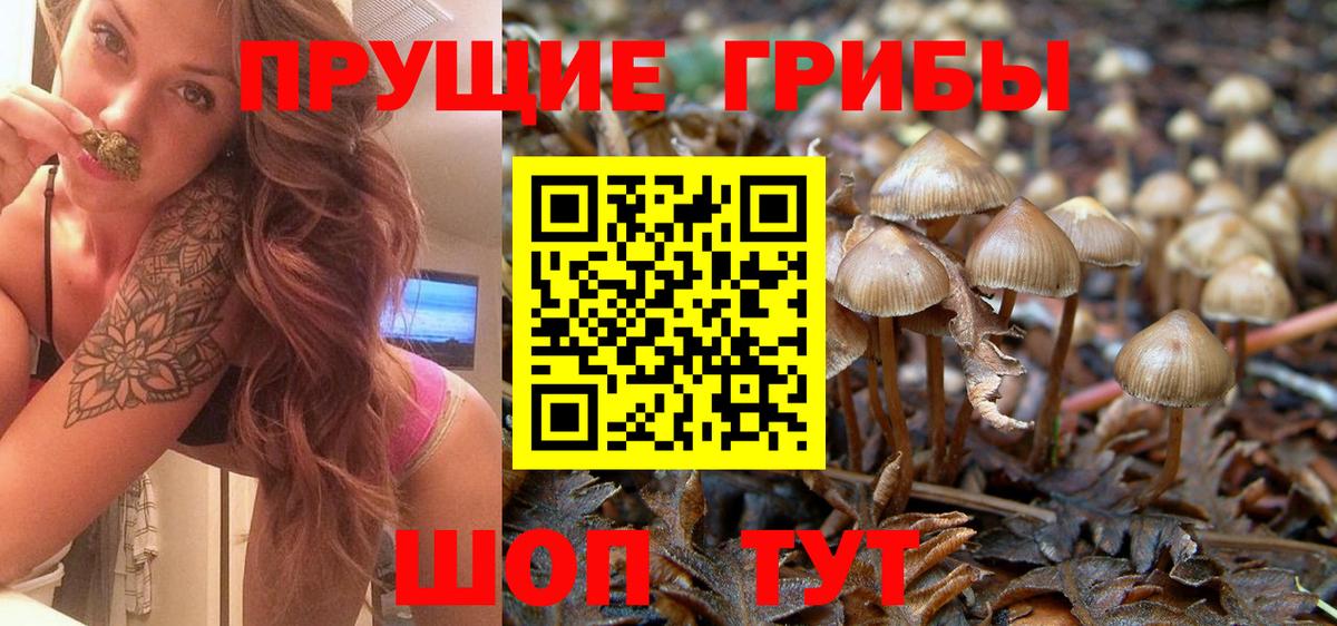 где купить наркотик  Вход с VPN  Прокопьевск  Псилоцибиновые грибы MAGIC MUSHROOMS  Псилоцибиновые грибы GOLDEN TEACHER 